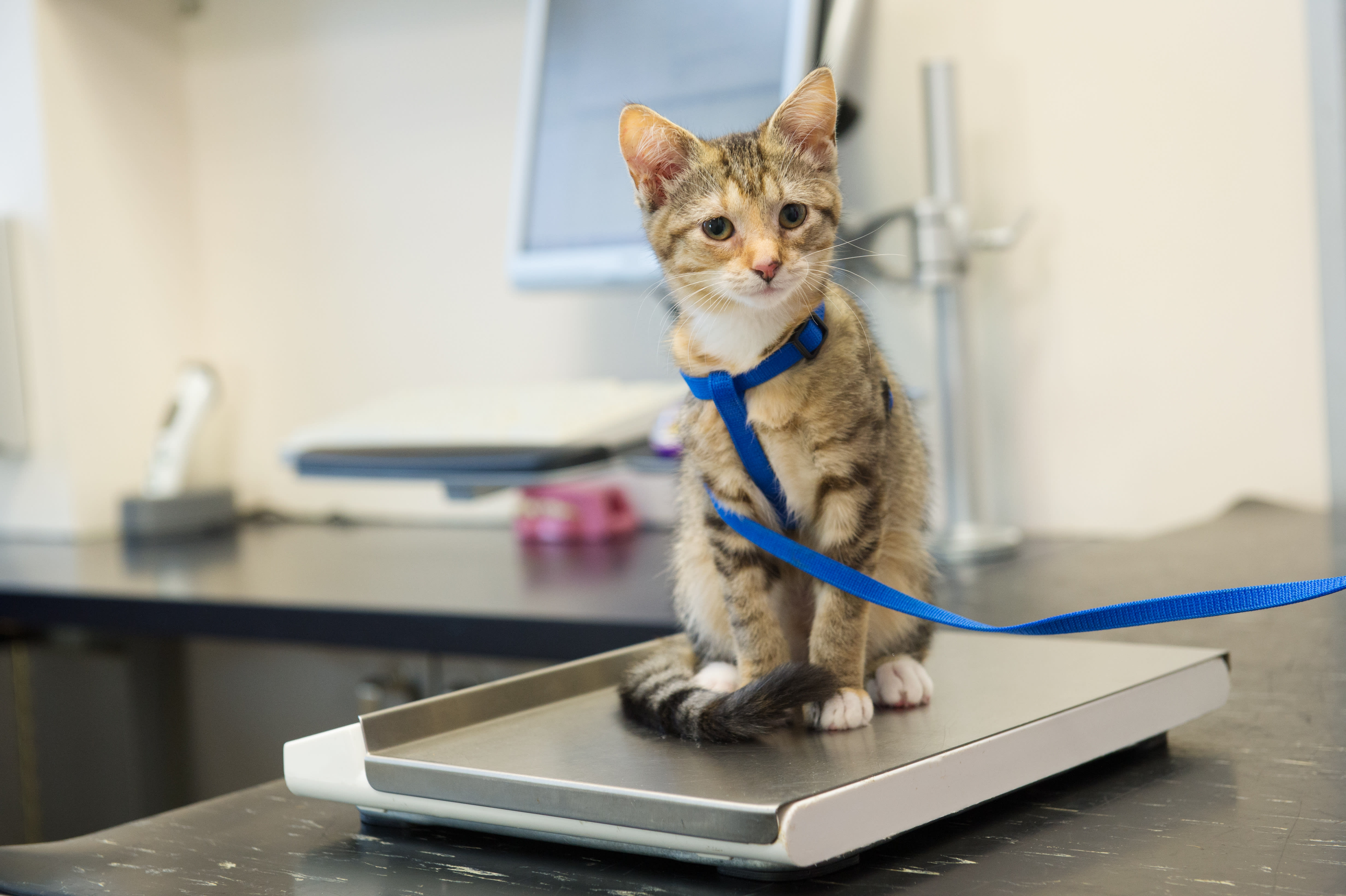 Kittens first vet visit 2024 cost